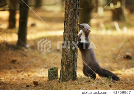 Stone marten sniff on tree trunk - Martes foina 43769967