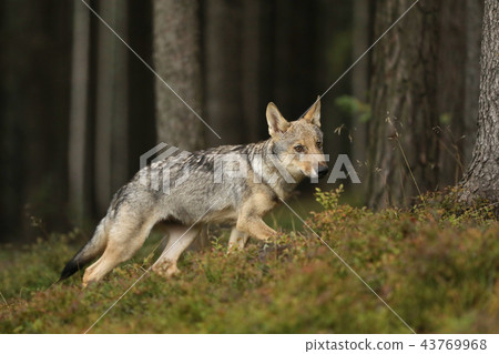 Eurasian wolf looking aroung - Canis lupus 43769968