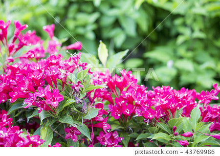 Blossoming red bush. Red Rhododendron bush  43769986