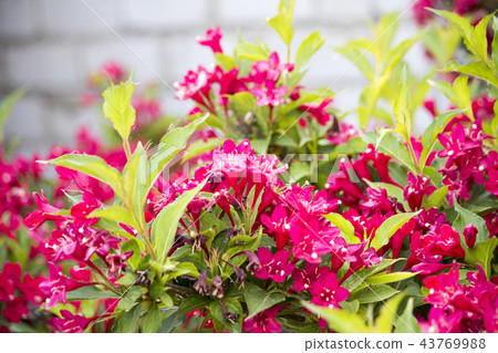 Blossoming red bush. Red Rhododendron bush Blossoming red bush. Red Rhododendron bush 43769988