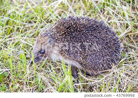 Hedgehog in the grass barbed. wild nature Hedgehog in the grass barbed. wild nature 43769998