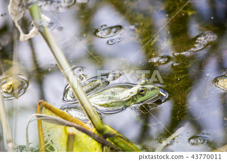 Frog in the river. landscape of wild nature 43770011