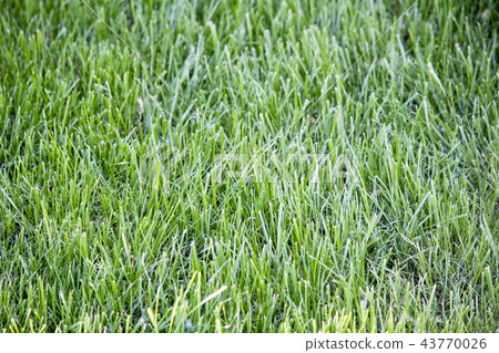 Green bright grass, green grass background, lawn Green bright grass, green grass background, lawn 43770026