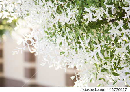 Blooming tree, Round trimmed tree, ornamental Blooming tree, Round trimmed tree, ornamental 43770027