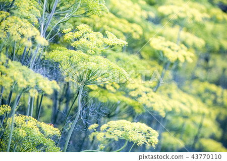 Blossoming dill. Fennel beds. greens in the garden 43770110