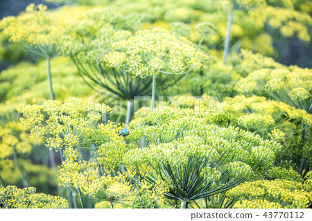 Blossoming dill. Fennel beds. greens in the garden 43770112