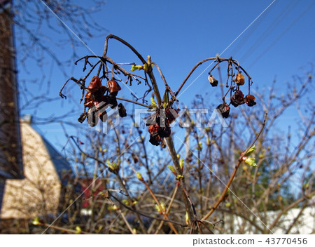 rosehip berries on a Bush in spring in the garden rosehip berries on a Bush in spring in the garden 43770456