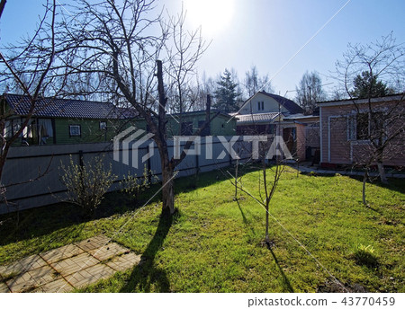 naked Apple tree in spring garden 43770459