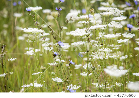 Wildflowers. Summer field. white flowers and green 43770606