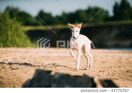 Walking Puppy Of Russian Wolfhound Hunting Sighthound Russkaya P 43770767