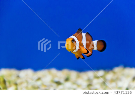 Aquarium fishes in salt water 43771136