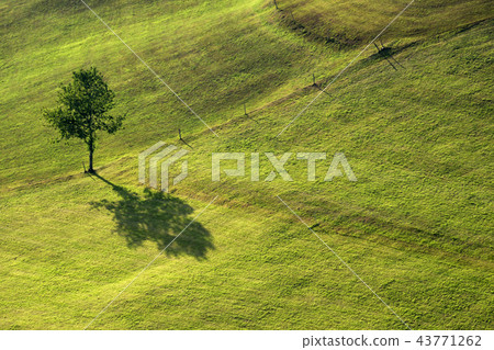 shadow from a tree 43771262