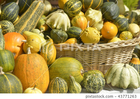 Various pumpkin 43771263