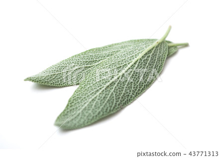 salvia officinalis leaves on white background 43771313