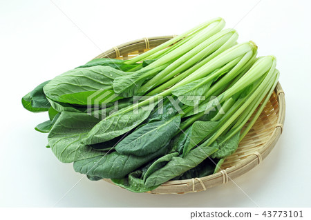 日本芥末菠菜 43773101