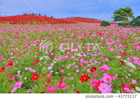 Autumn leaves Kochia and cosmos of the state-owned Hitachi Seaside Park 43773117
