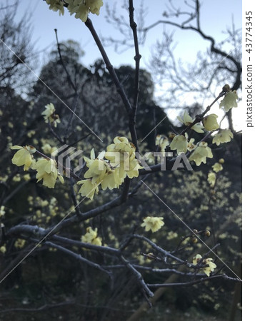 花 花 43774345