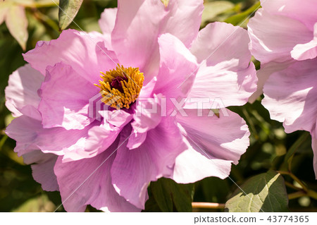 Peony flower with rich and gorgeous flower style Peony flower with rich and gorgeous flower style 43774365