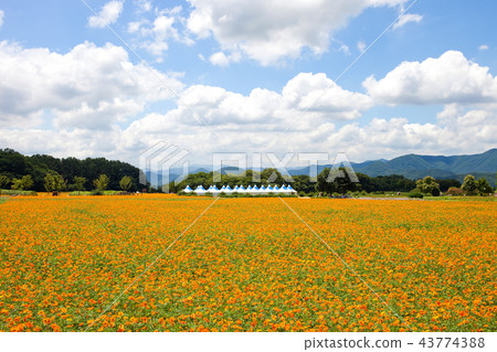 Yellow Cosmos, Gyeongju Eastern Historic Site (Historic Site No. 161), Gyeongju City, Gyeongju 43774388