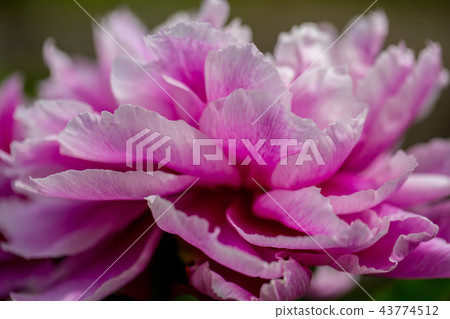 牡丹花與豐富和華麗的花卉風格 牡丹花與豐富和華麗的花卉風格 43774512