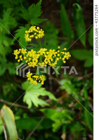 308 Kokin Reika 43775264