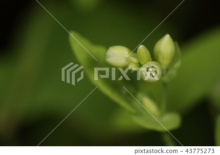 Natural plant Issimikawa, feels weak, but thorns that grow in the opposite direction on the stems will be injured if touched carelessly 43775273
