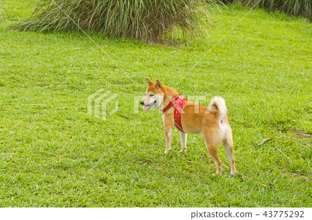 Shiba Inu on the grass 43775292