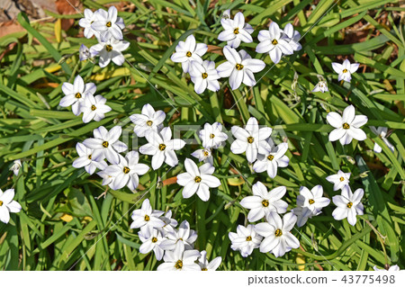 哈納尼拉（哈納） 43775498