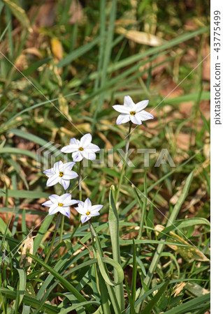 Hananira (Hana) 43775499