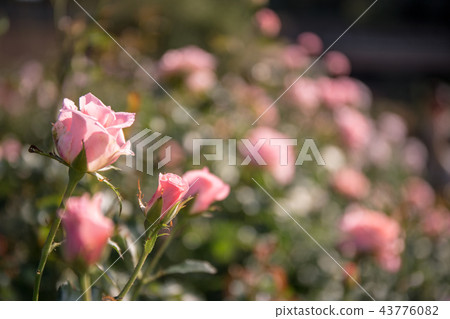 Sweet and noble scent and flower bud rose flower Sweet and noble scent and flower bud rose flower 43776082