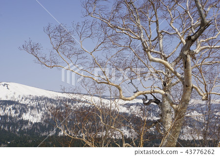 山毛櫸樹大樹 山毛櫸樹大樹 43776262