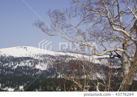 山毛櫸樹大樹 山毛櫸樹大樹 43776264