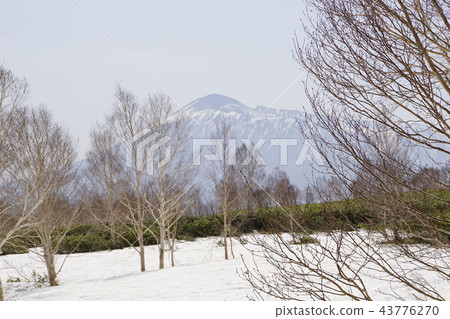 山毛櫸樹大樹 山毛櫸樹大樹 43776270