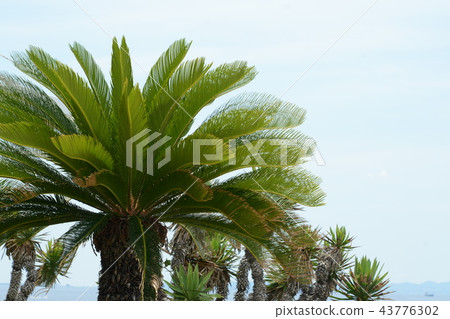 Cycads 43776302