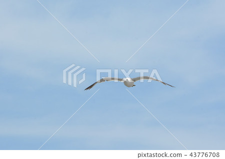 海貓1 43776708