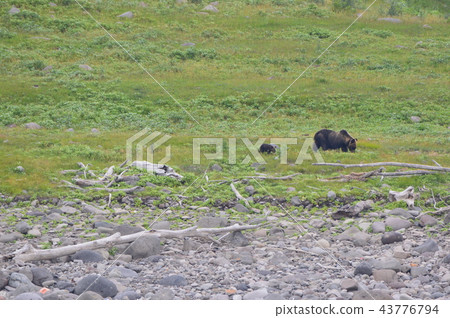 野生棕熊媽媽熊和熊寶寶(知床半島西海岸/北海道) 野生棕熊媽媽熊和熊寶寶(知床半島西海岸/北海道) 43776794