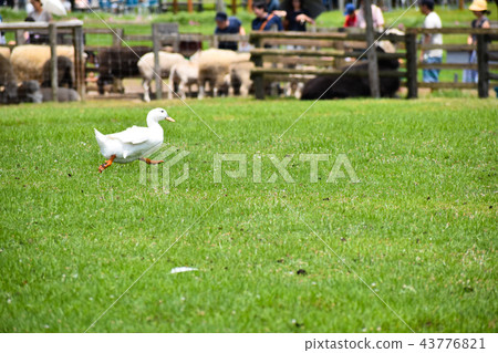 A story of a duck running on a ranch 43776821