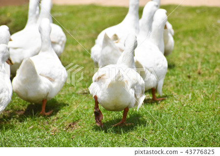 A flock of ducks walking in the back 43776825
