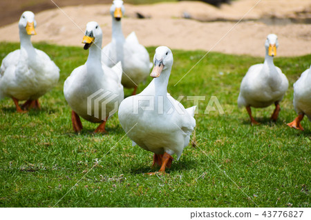 Lots of ducks walking on the green grass Lots of ducks walking on the green grass 43776827