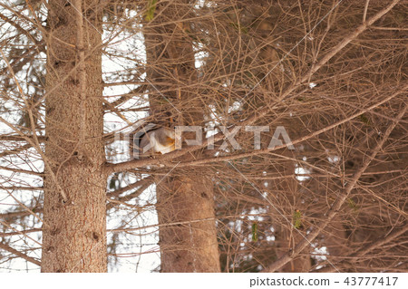 Squirrel on a tree in winter park 43777417
