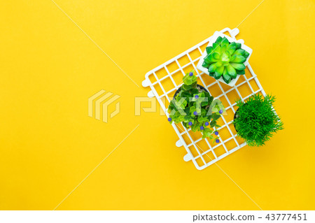 Flat lay green tree in  pot on rustic yellow paper 43777451