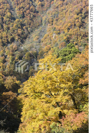 Beech yellow leaf of Mt. 43777665