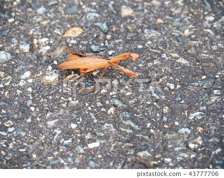 Kokamakiri Kokamakiri 43777706