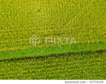 Aerial photograph taken in golden color with rice ~ Drone (Fukushima prefecture Onuma gun Aizu Misato cho Oishi character family down) Aerial photograph taken in golden color with rice ~ Drone (Fukushima prefecture Onuma gun Aizu Misato cho Oishi character family down) 43778194