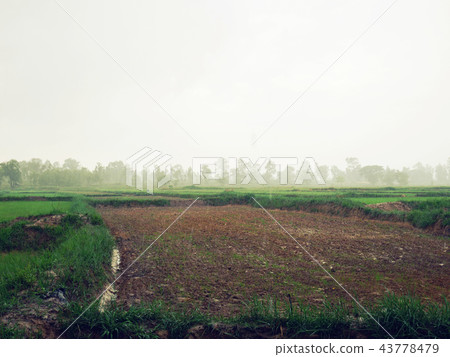Beautiful sunlight and tree field landscape. Beautiful sunlight and tree field landscape. 43778479