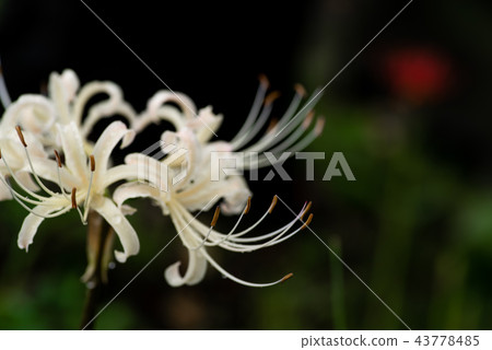 White cluster amaryllis dimmering rain b White cluster amaryllis dimmering rain b 43778485