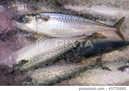 The autumn mackerel which starts south from September to October for egg laying is a taste of autumn where the fat gets in and it gets tight and the flavor goes up remarkably 43778880