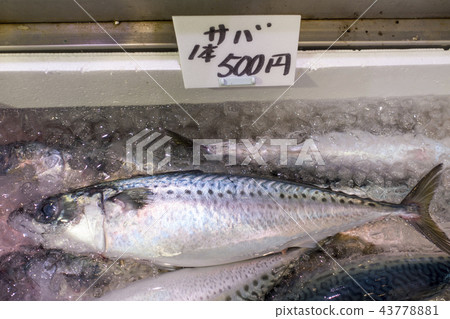 從9月到10月在南面開始產卵的秋鯖魚是秋天的味道，脂肪進入，緊，味道明顯上升 43778881