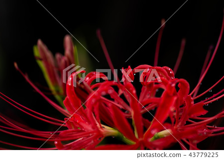 Cluster amaryllis beginning to bloom dim rain above black background d rose and close up 43779225