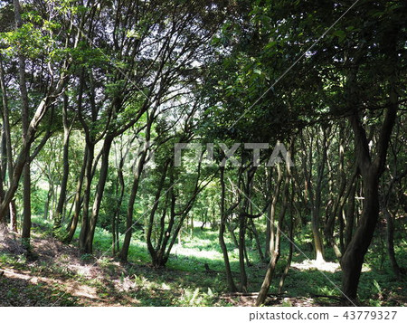 Okagaki-cho Egoitsu Kinransan 43779327